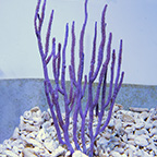 Purple Candalabra Gorgonian